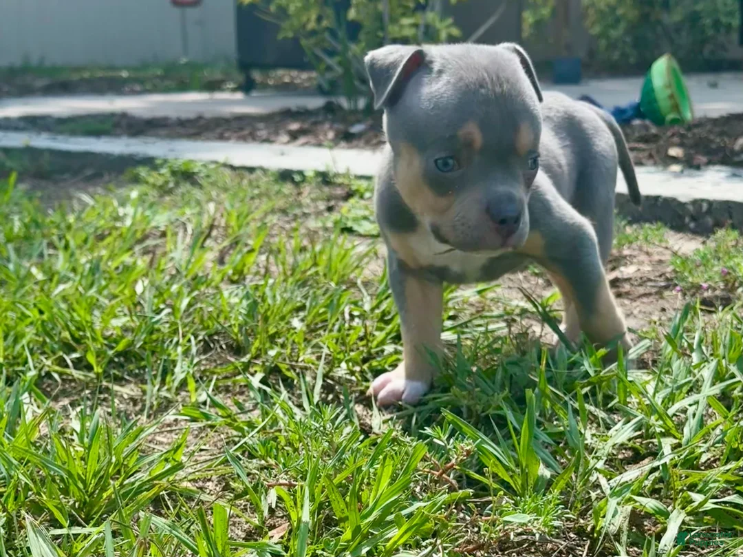 American Bully dogs for sale: Cove - Ad 1