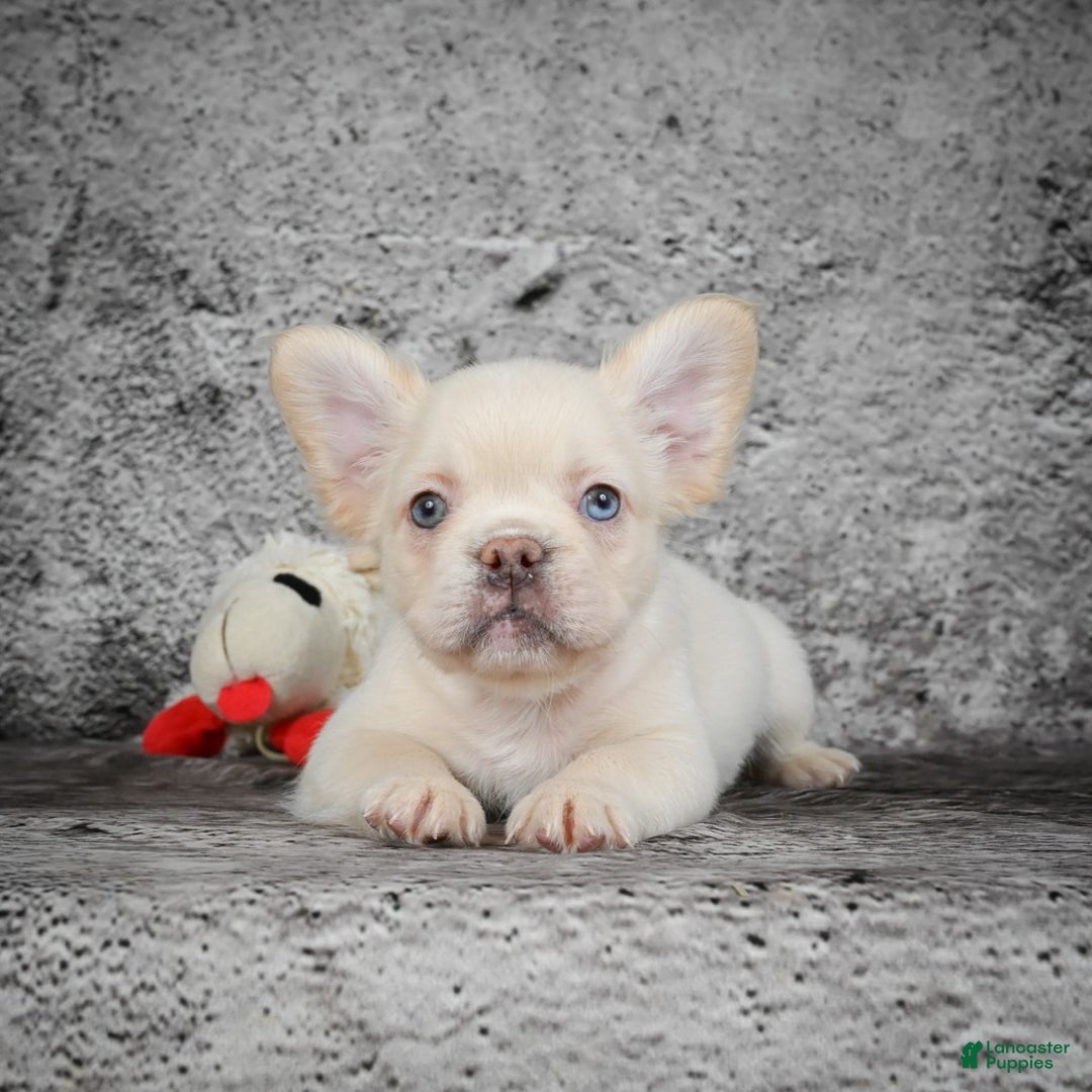 French Bulldog dogs for sale: Kody - Ad 2