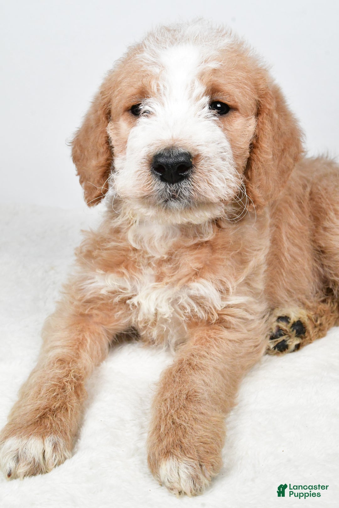 Labradoodle dogs for sale: Nova - Ad 8