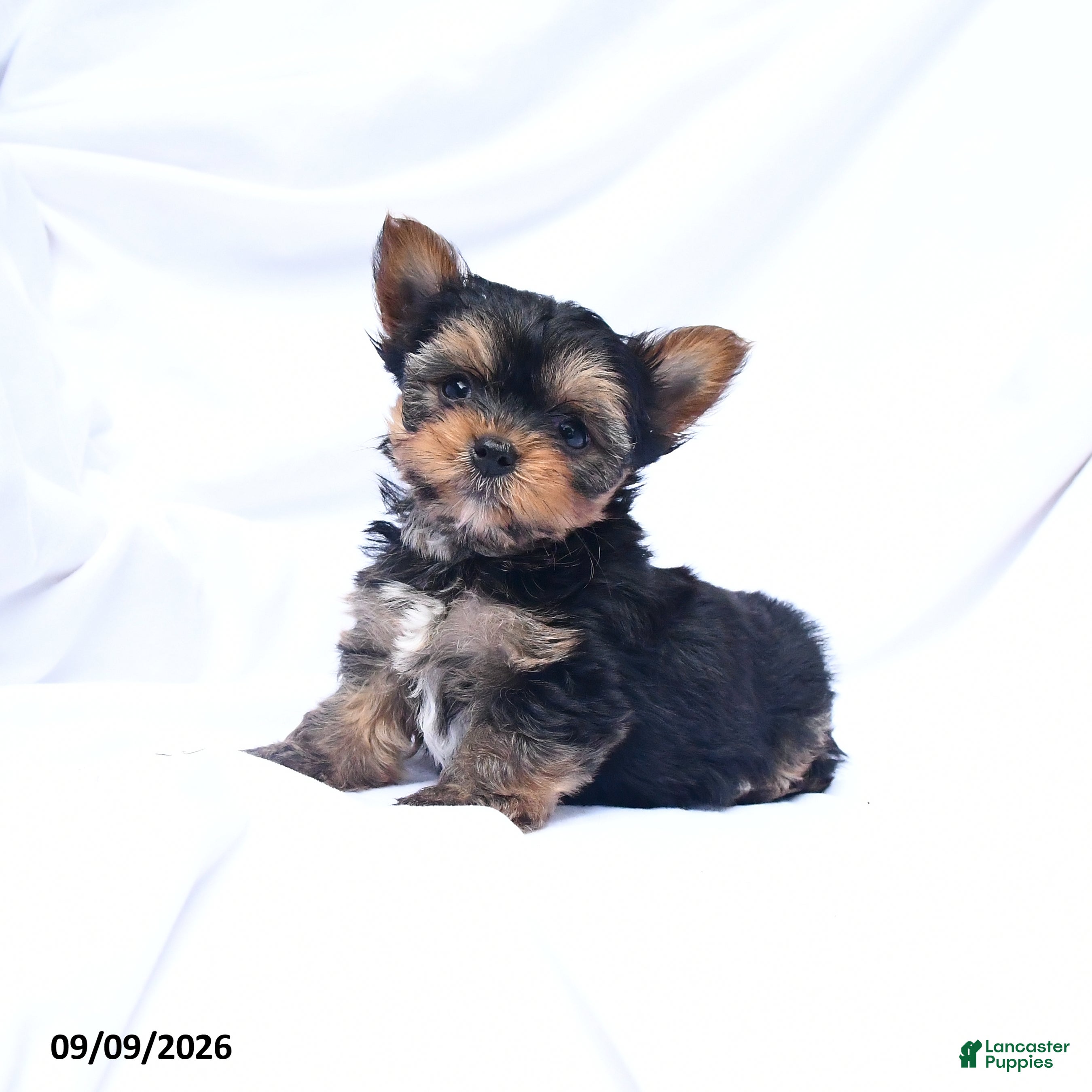 Yorkshire Terrier dogs Archie - Ad 2