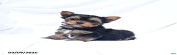 Yorkshire Terrier dogs for sale: Archie - Ad 2