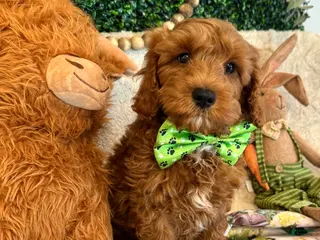 Cavapoo dogs Walker - Ad 1