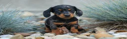 Miniature Dachshund dogs for sale:  Tilly 🎀 - Ad 9