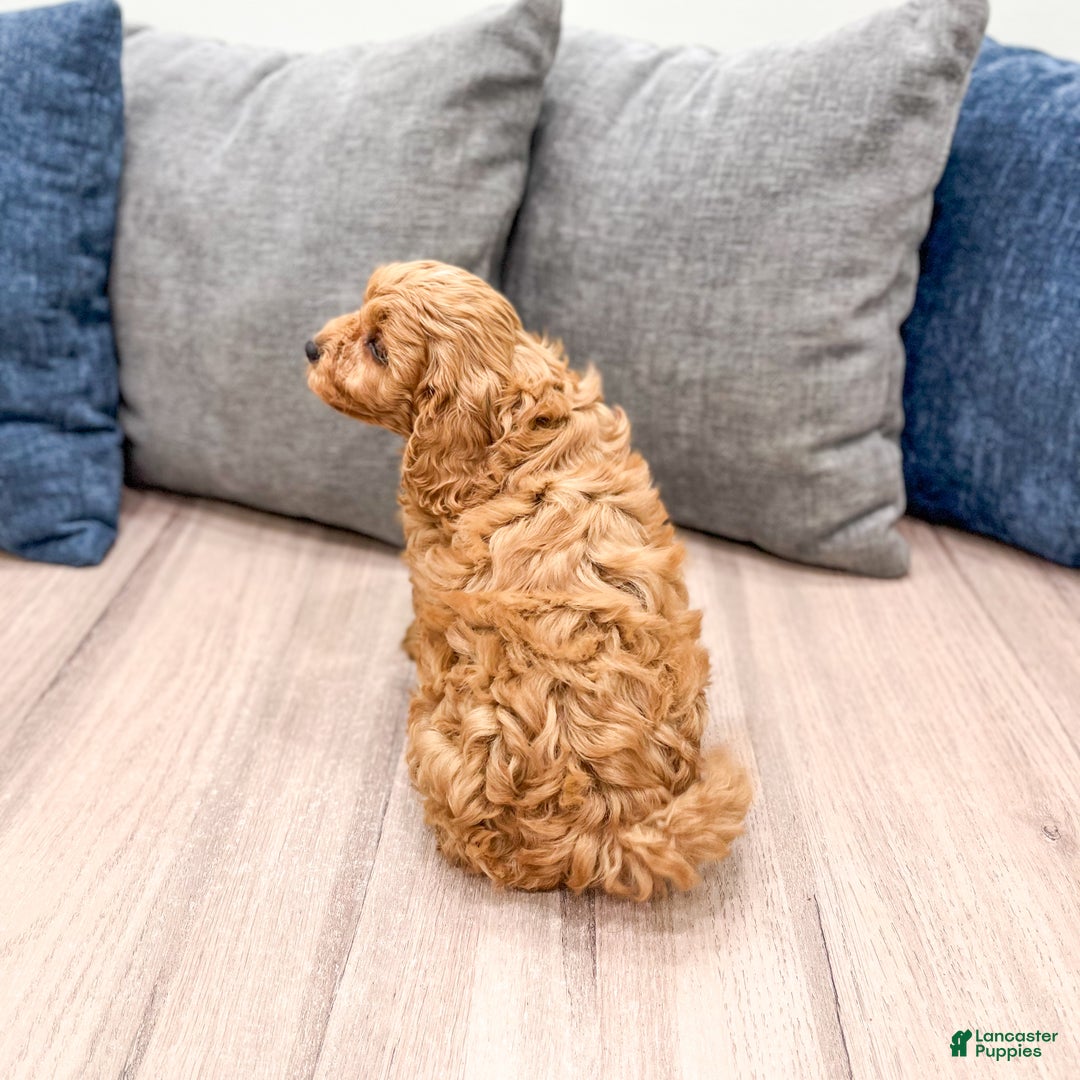 Cavapoo dogs for sale: Bingo - Ad 5