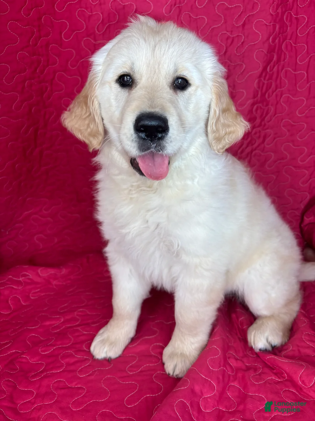 Golden Retriever dogs for sale: Greta - Ad 5