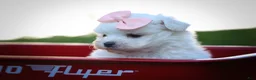 Maltese dogs for sale: Melodie 💕  - Ad 18