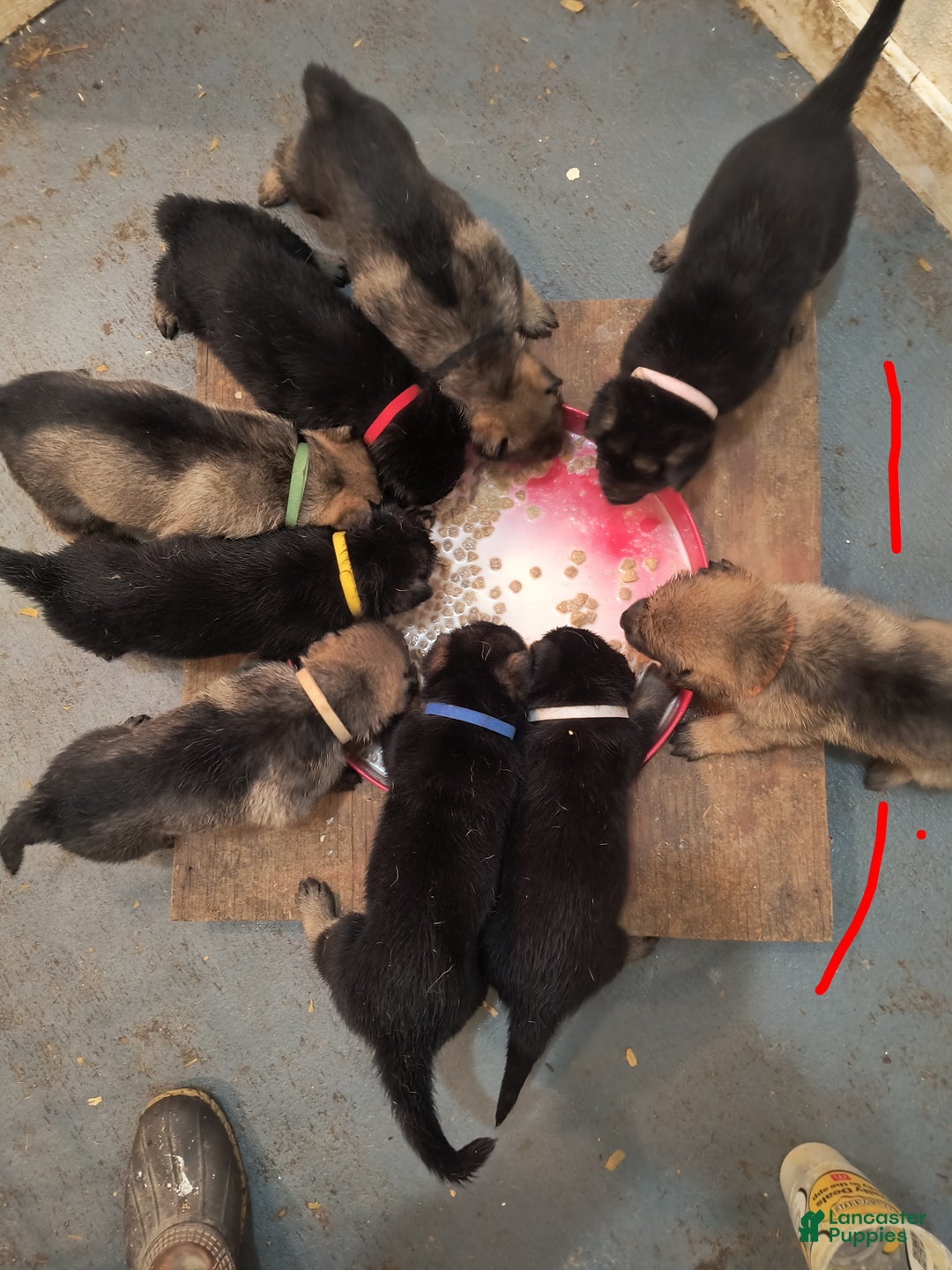 German Shepherd dogs for sale: Green collar female  - Ad 6