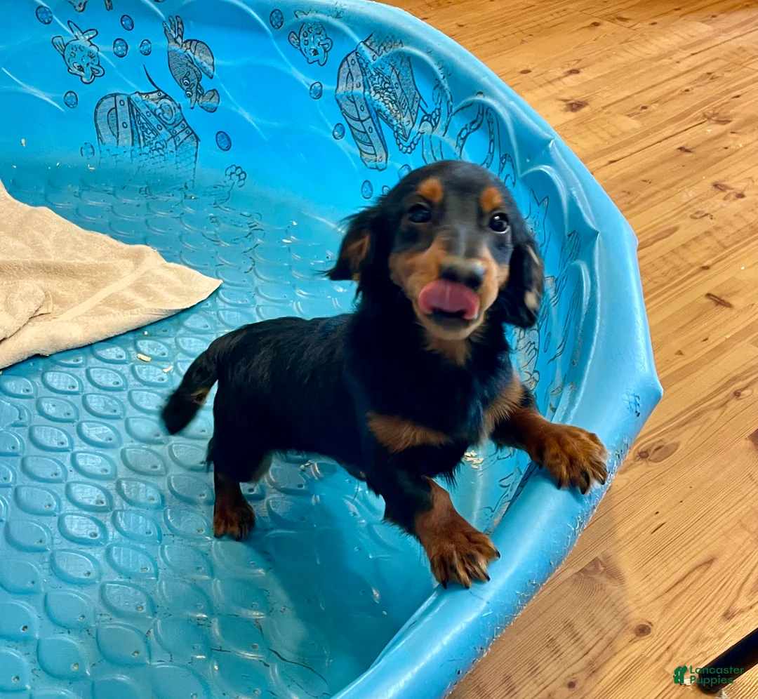 Miniature Dachshund dogs for sale: Miniature Dachshund Puppy 2 - Ad 2