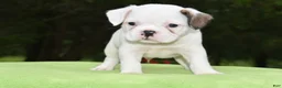Mixed Breed dogs for sale: Milo f1b Frenchton hybrid  - Ad 13