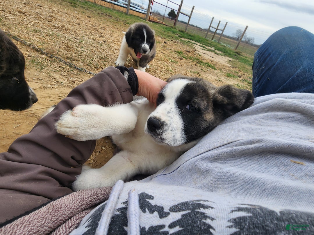 Anatolian Shepherd dogs for sale: AKC Blue 2025 M2 ASD puppy - Ad 18