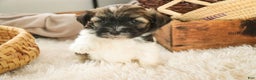 Havanese dogs for sale: Biscotti - Ad 8