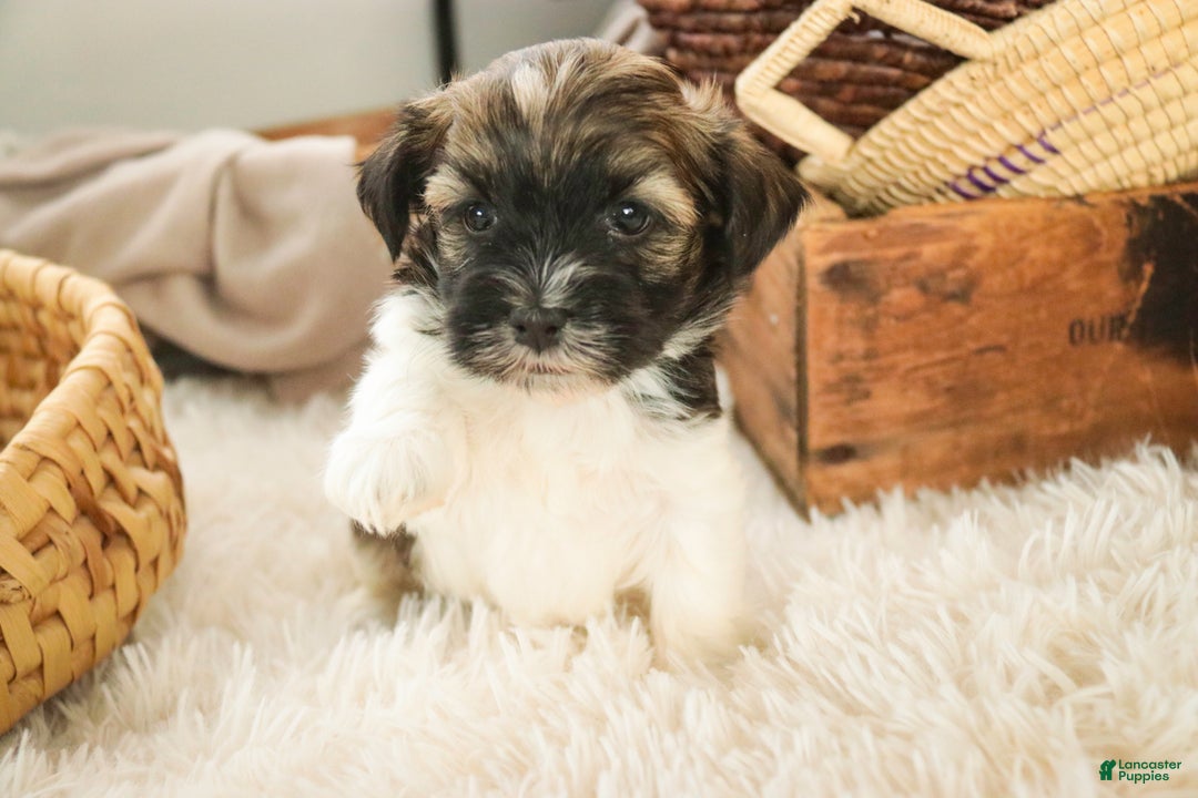 Havanese dogs for sale: Biscotti - Ad 8