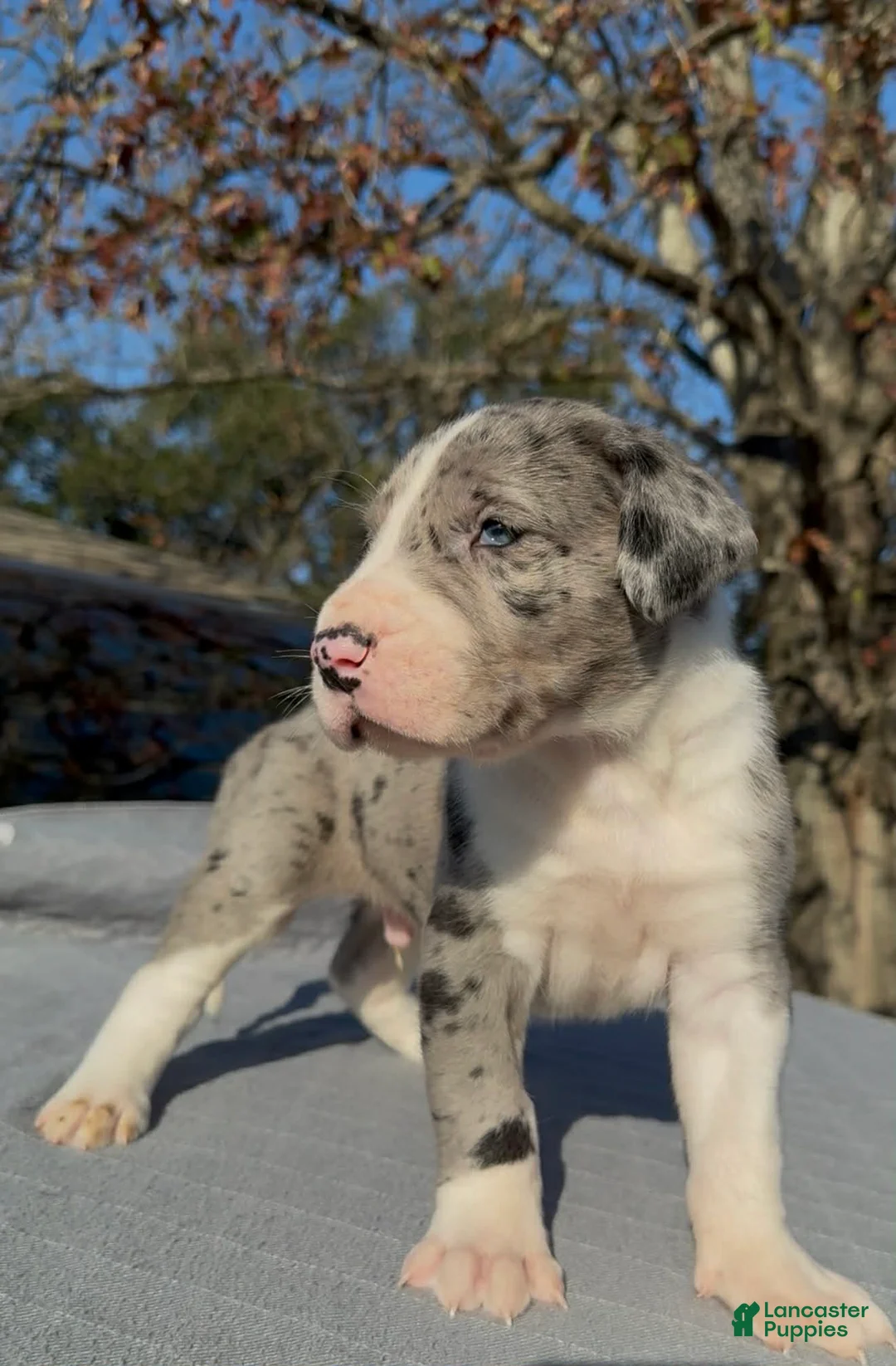 Great Dane dogs for sale: Thor - Ad 2