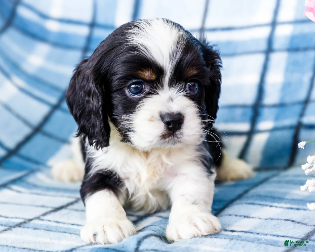 Mixed Breed dogs for sale: Joey - Ad 2