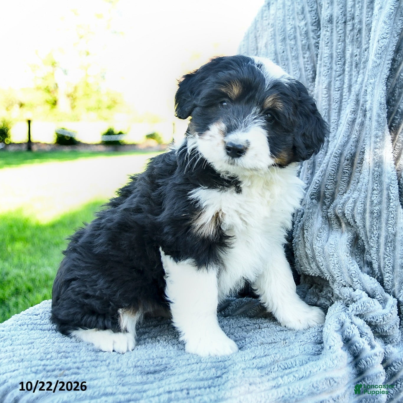 Miniature Australian Shepherd dogs for sale: Mia  - Ad 1