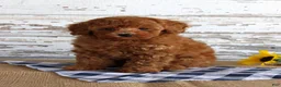 Toy Poodle dogs for sale: Bingo - Ad 4