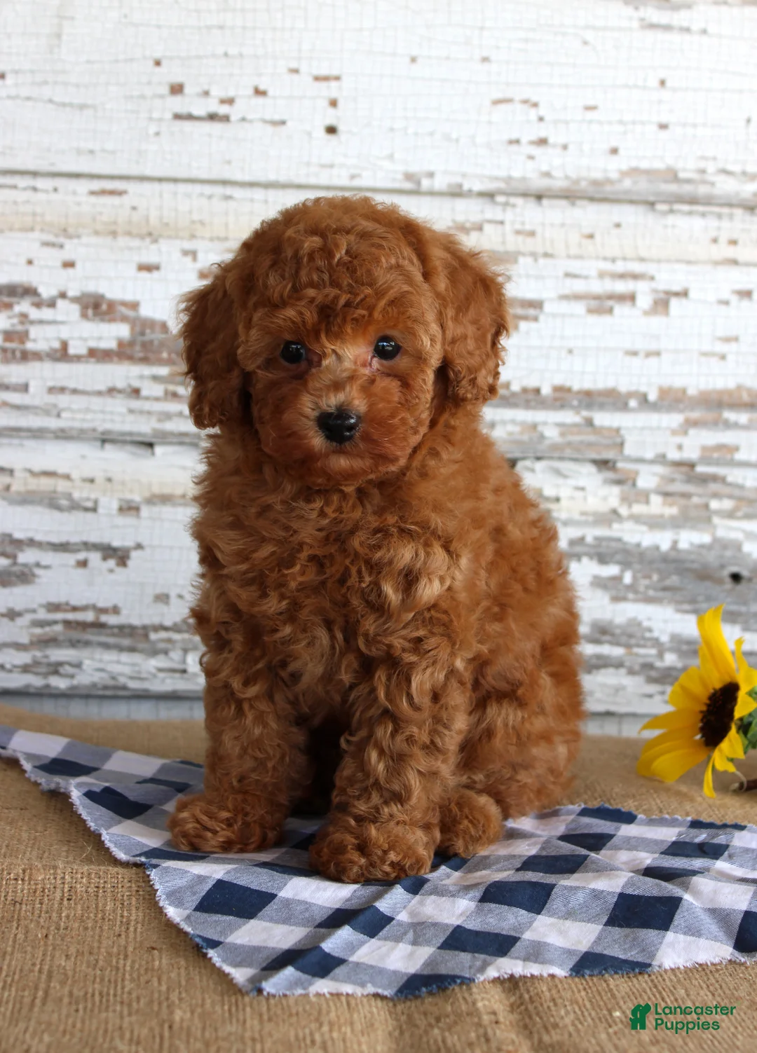 Toy Poodle dogs for sale: Bingo - Ad 4