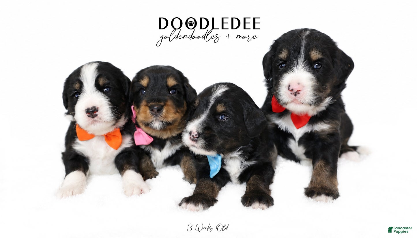 Bernedoodle dogs Bernedoodle Puppy - Ad 1