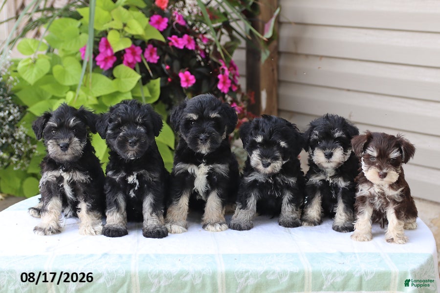 Miniature Schnauzer dogs Payton - Ad 2