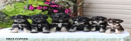 Miniature Schnauzer dogs for sale: Payton - Ad 2