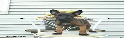 Belgian Malinois dogs for sale: Hawkeye  - Ad 3
