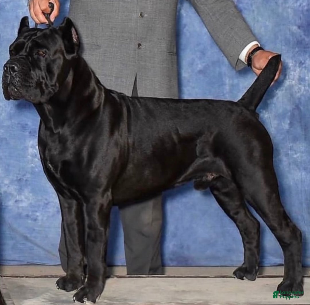 Cane Corso dogs for stud: Diesel  - Ad 1