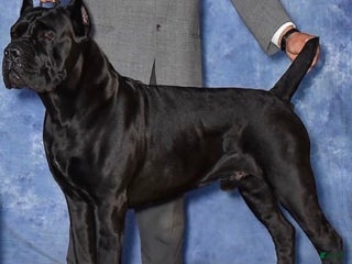 Cane Corso dogs Diesel - Ad 1