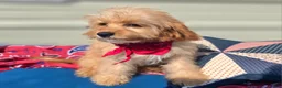 Cavapoo dogs for sale: Miles - Ad 5
