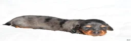 Miniature Dachshund dogs for sale: Hope - Ad 12