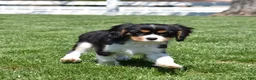 Cavalier King Charles Spaniel dogs for sale: Timber  - Ad 5