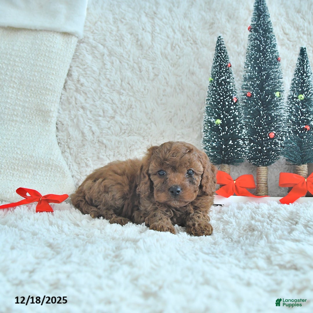 Cavapoo dogs for sale: Cookie - Ad 1