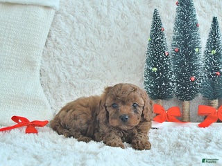 Cavapoo dogs Cookie - Ad 19