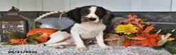 Cavalier King Charles Spaniel dogs for sale: Jordan - Ad 4