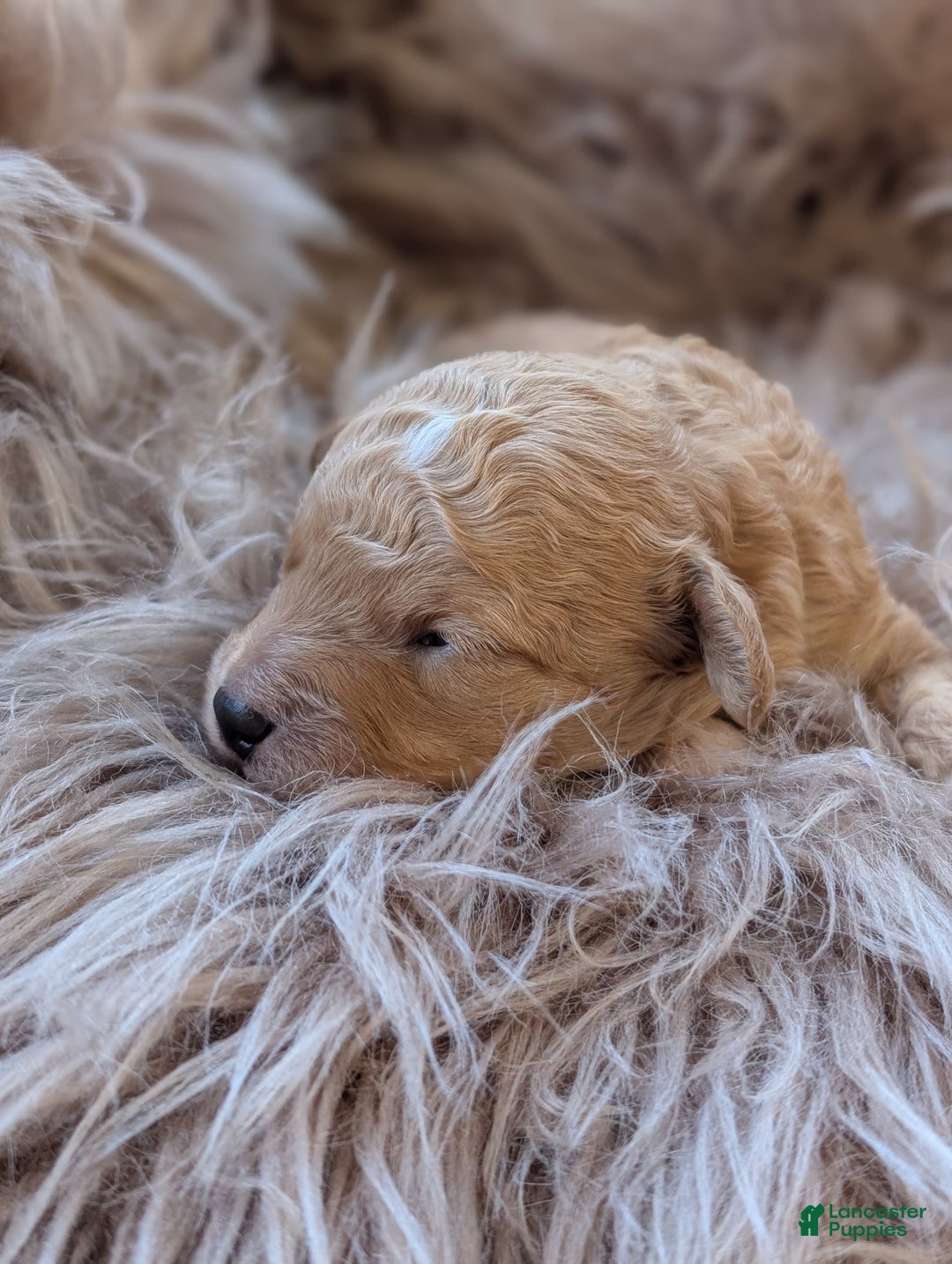 Toy Poodle dogs for sale: HARRY - Ad 7