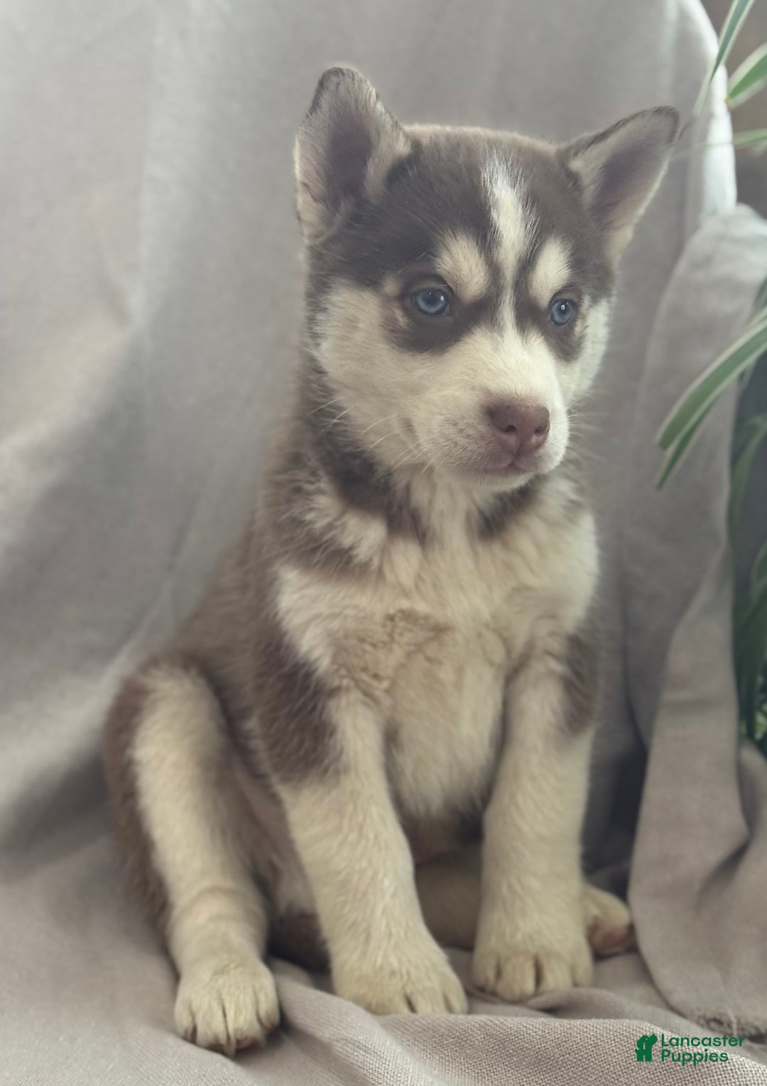 Siberian Husky dogs for sale: Louie - Ad 5