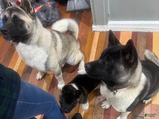 Akita dogs Akita Puppy 1 - Ad 38