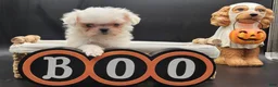 Maltese dogs for sale: Maltese 1 - Ad 5