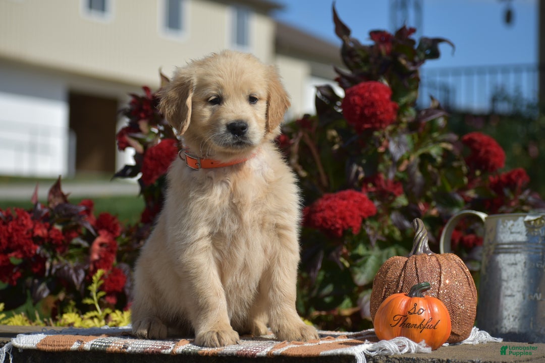 Golden Retriever dogs for sale: Kingston - Ad 2