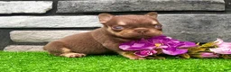 French Bulldog dogs for sale: Jasmine - Ad 6