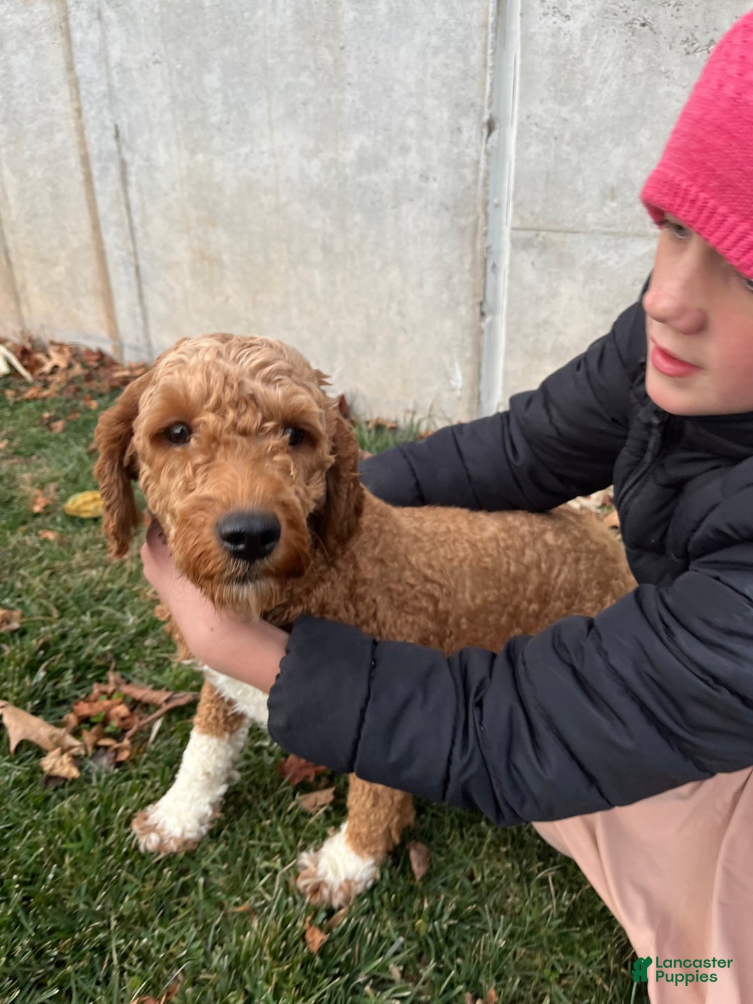 Goldendoodle dogs for sale: Archer - Ad 5