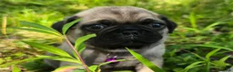 Pug dogs for sale: Manny - Ad 12
