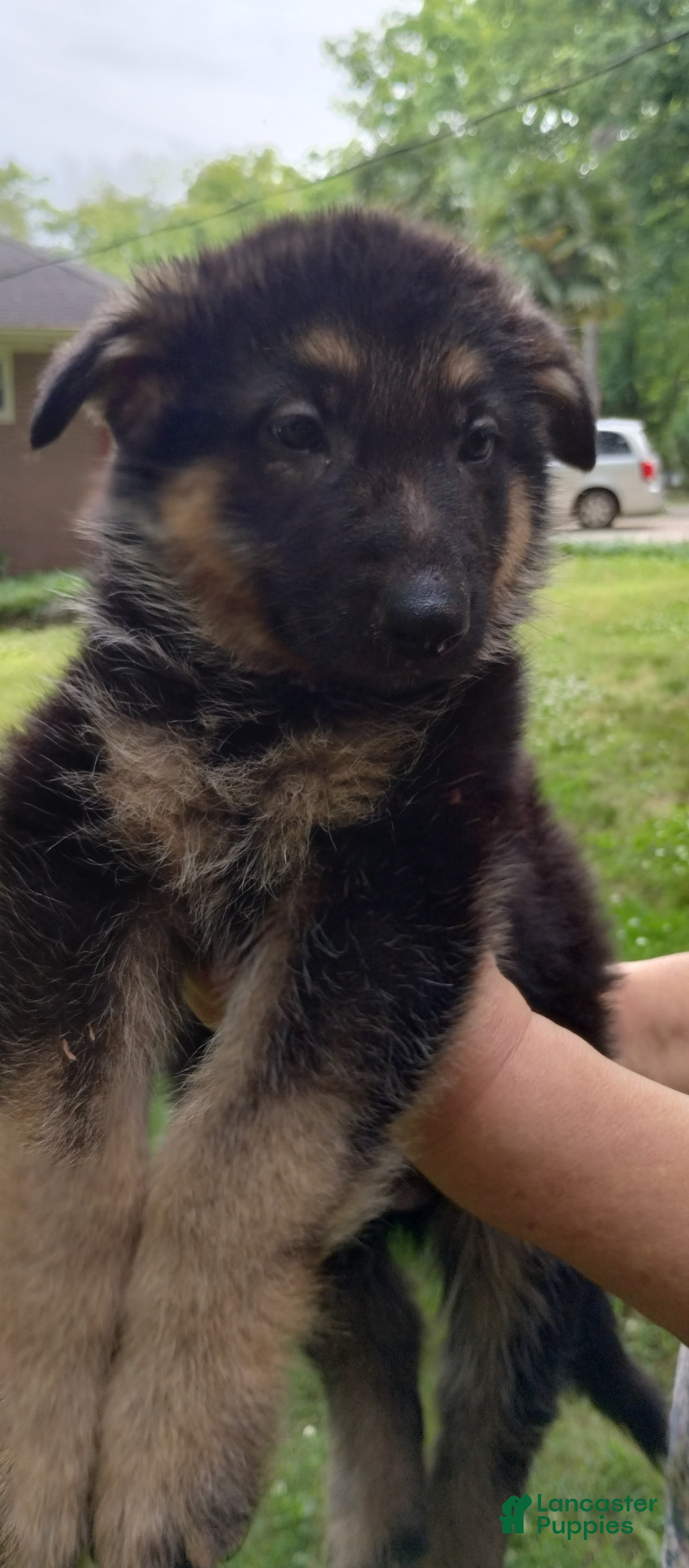 German Shepherd dogs German Shepherd Puppy 1 - Ad 41
