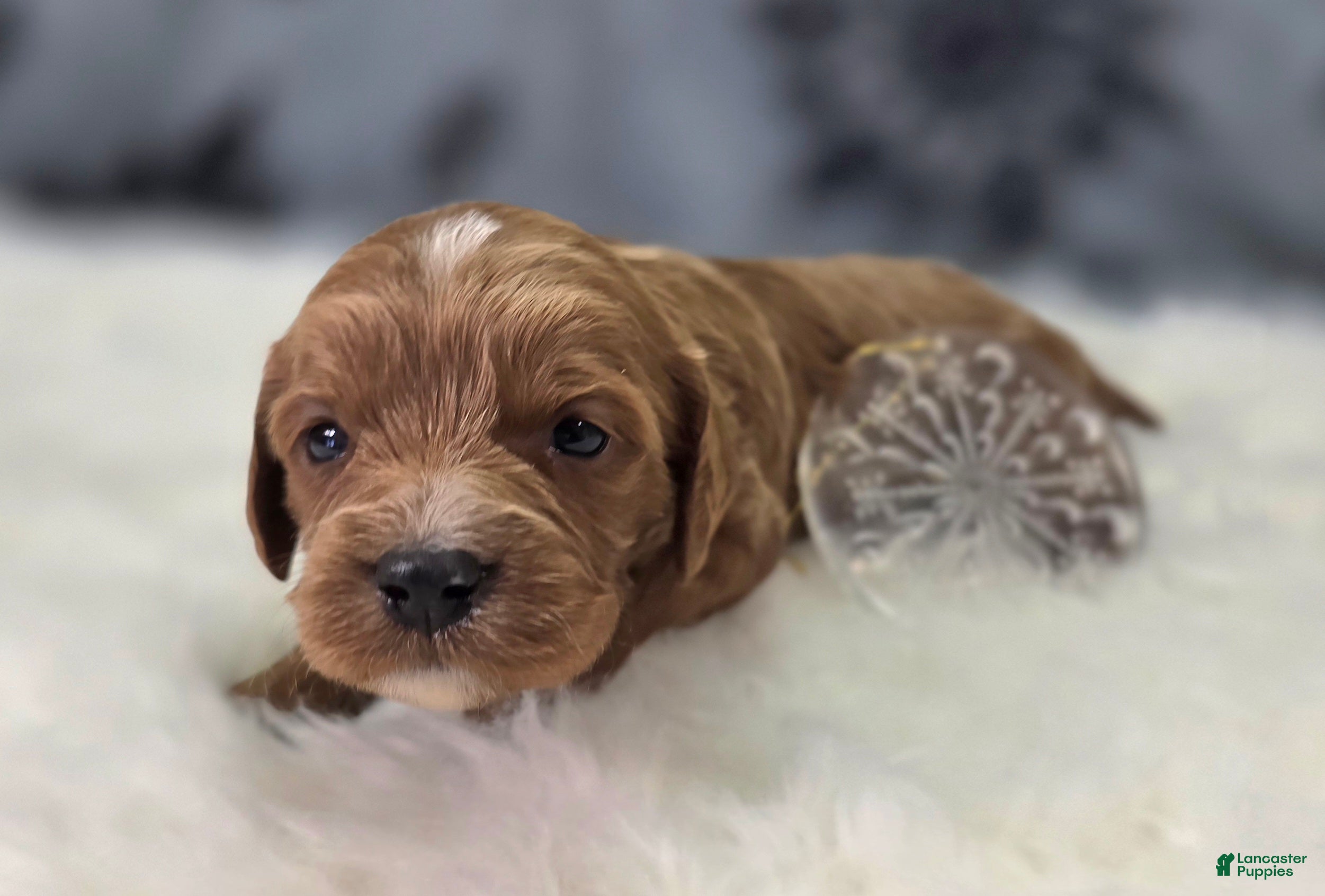 Cavapoo dogs Iceberg - Ad 4