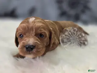 Cavapoo dogs Iceberg - Ad 4