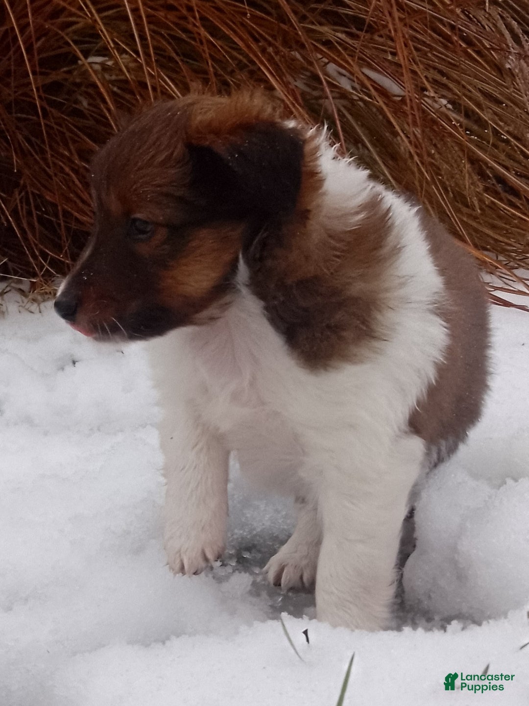 Shetland Sheepdog dogs for sale: Eddie - Ad 1