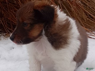 Shetland Sheepdog dogs Eddie - Ad 11