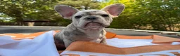 French Bulldog dogs for sale: Ron - Ad 3