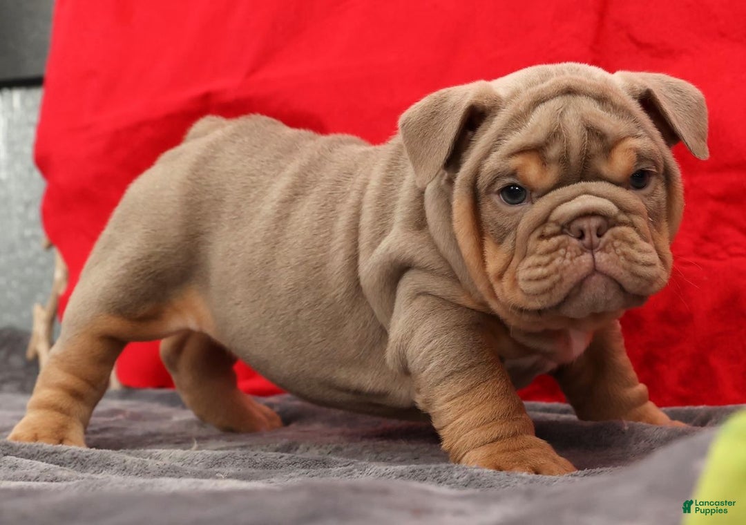 English Bulldog dogs for sale: Shelly - Ad 7