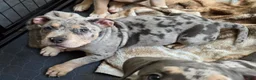 American Bully dogs for sale: Blue Merle Female 2 - Ad 4