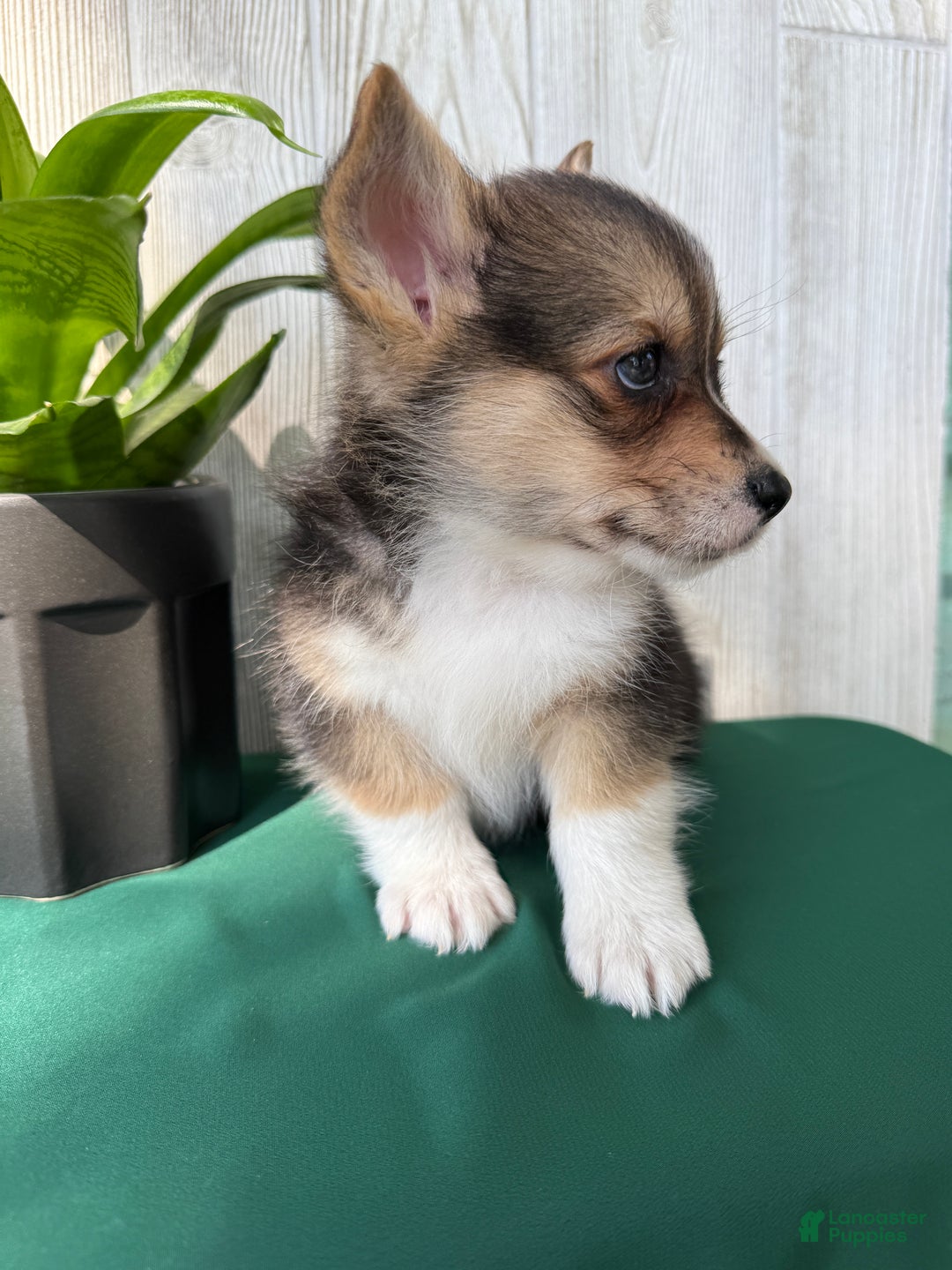Welsh Corgi Pembroke dogs for sale: Jesse - Ad 11